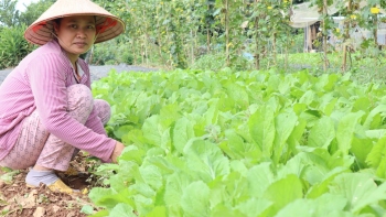Chị Trần Thị Minh Phượng – Phường Tân Thiện vượt khó vươn lên với nghề trồng rau