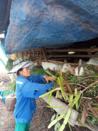Chị Phan Thị Mừng - điển hình phụ nữ làm kinh tế giỏi  tại xã Thanh Hòa, huyện Bù Đốp