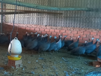 Phụ nữ xã Tân Hòa, huyện Đồng Phú ra mắt mô hình “Chăn nuôi gà sao”