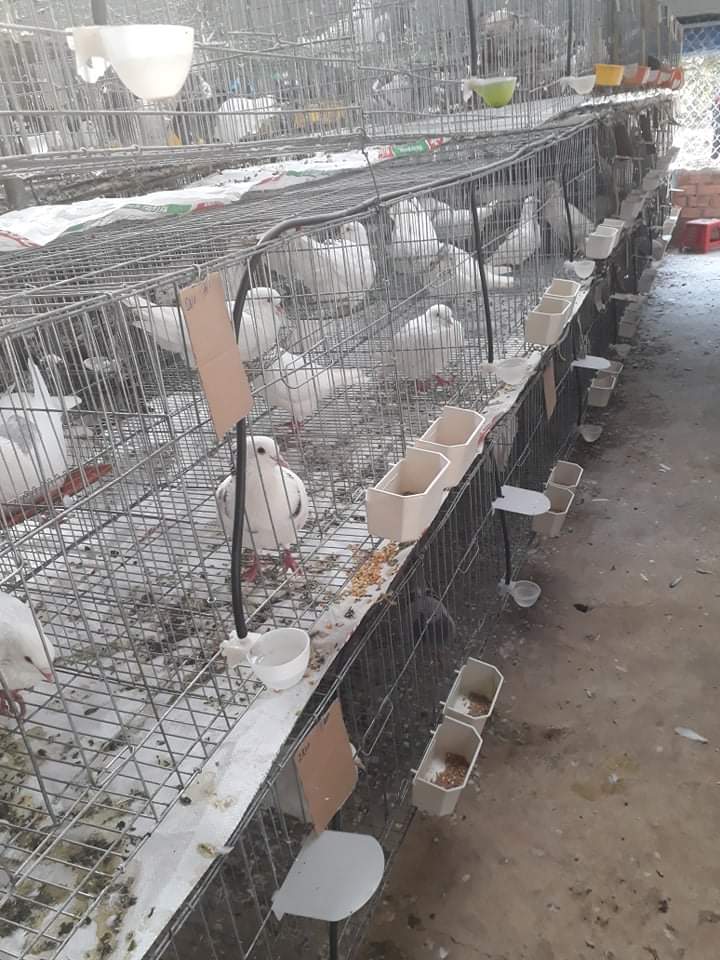 Cách nuôi chim bồ câu nhốt chuồng Mô hình nuôi chim bồ câu nhốt